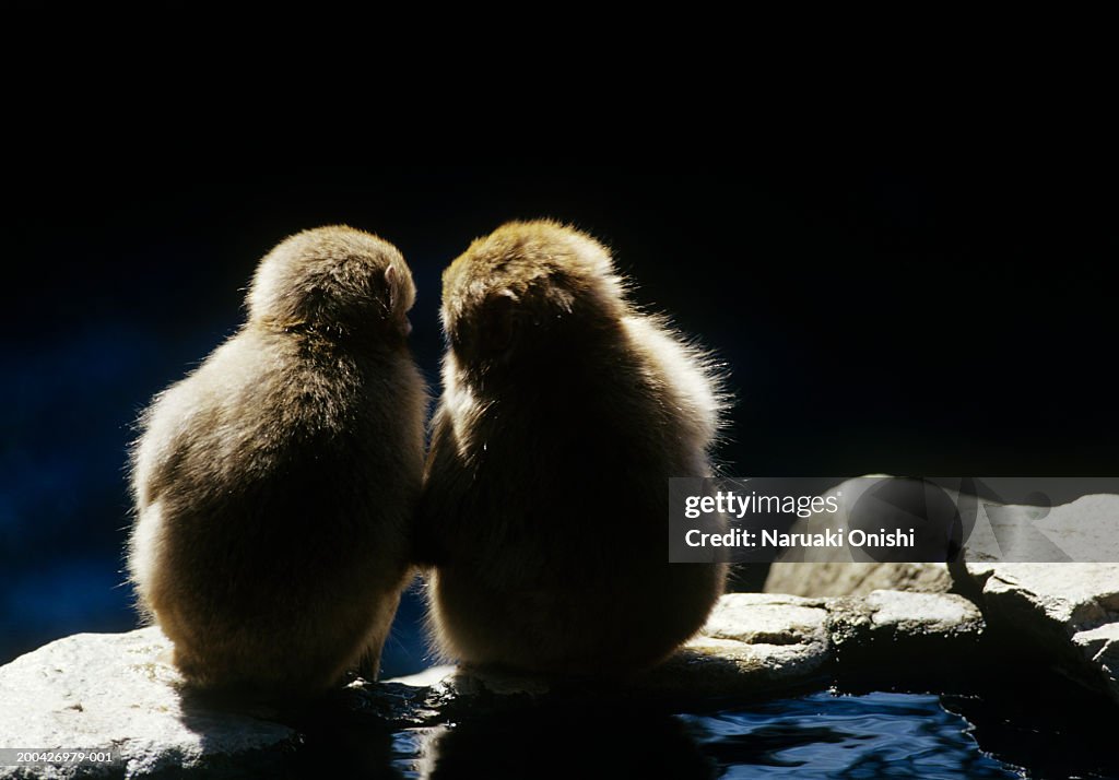 Two Japanese macaques (Macaca fuscata), rear view