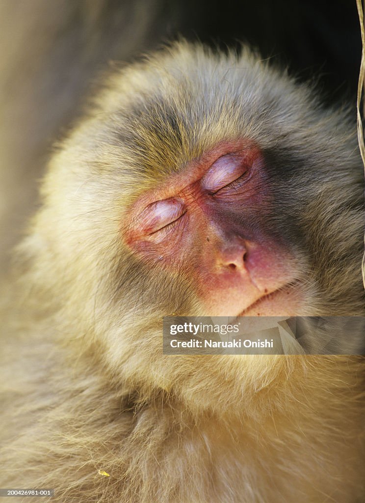 Japanese macaque (Macaca fuscata), close-up