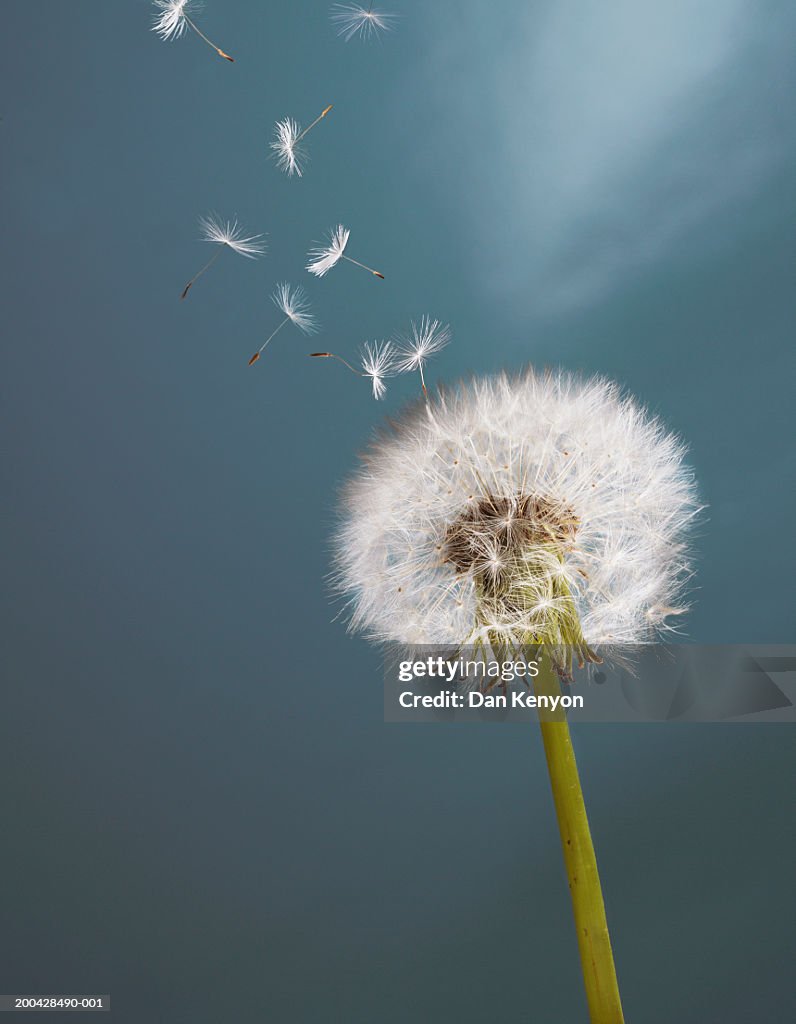 Seeds being blown from dandelion clock towards sky (Digital Composite)