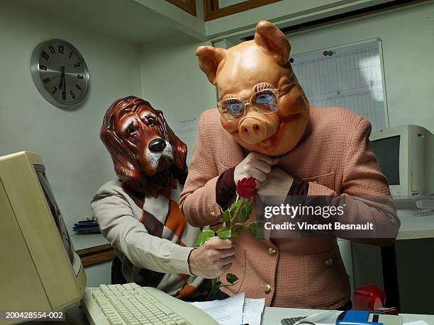 man wearing dog mask giving rose to woman in pig mask at office desk - free flowers stock pictures, royalty-free photos & images