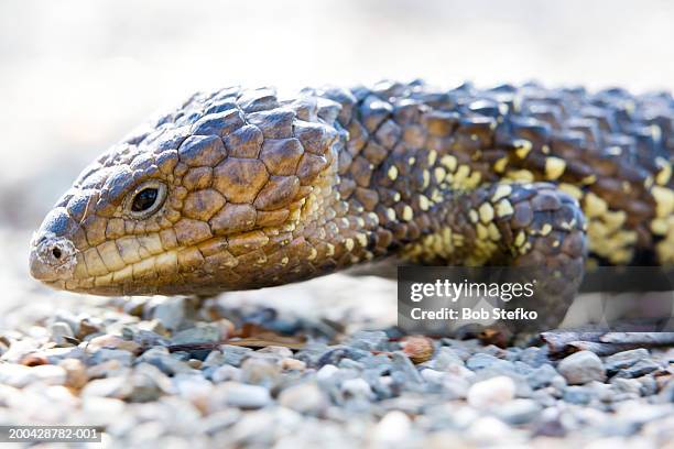 shingleback skink (tiliqua rugosus) - shingleback skink stock pictures, royalty-free photos & images