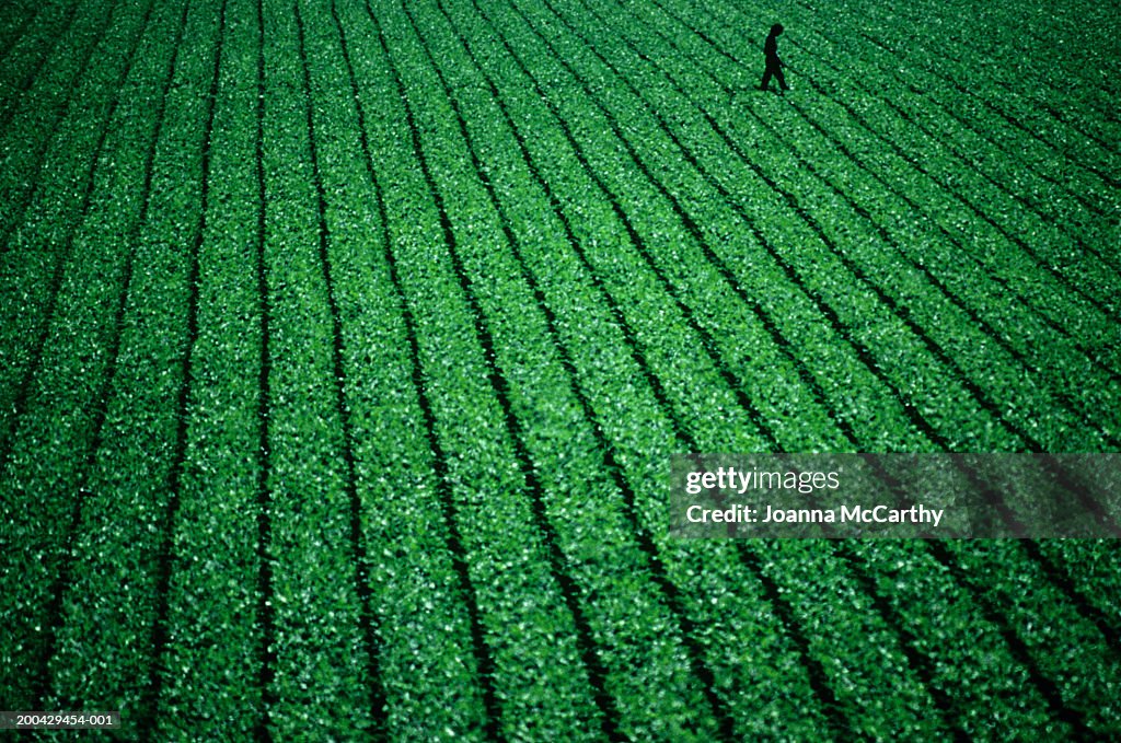 Man checking crops