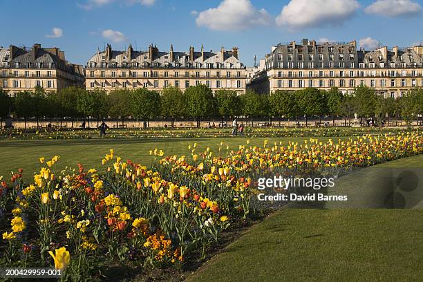 france, paris, rue de rivoli, tulips in the tuileries garden - jardín de las tullerías fotografías e imágenes de stock