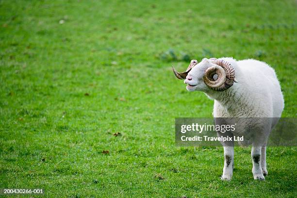 5 613点の羊 角のストックフォト Getty Images 5 613点の羊 角のストックフォト Getty Images