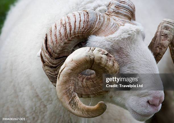 uk, cumbria, ram, close-up - ram animal stock pictures, royalty-free photos & images