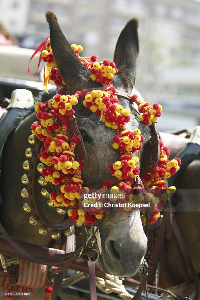 Spain, Seville, horse wearing decoration for the Feria of April