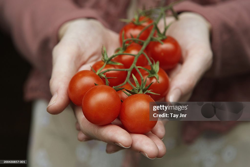 Young woman holding vine tomatoes, mid section, close-up of hands