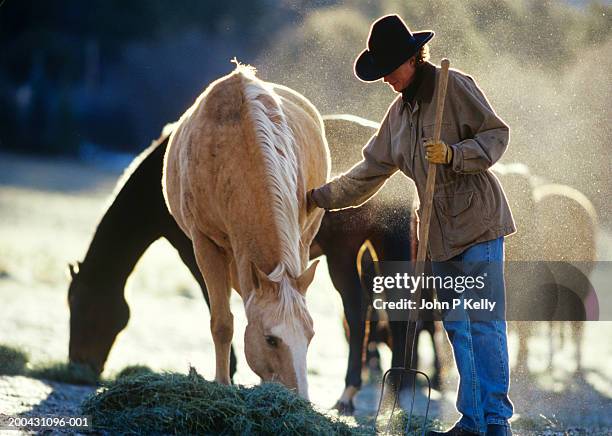 woman feeding horses, spring - adult eating no face stock pictures, royalty-free photos & images