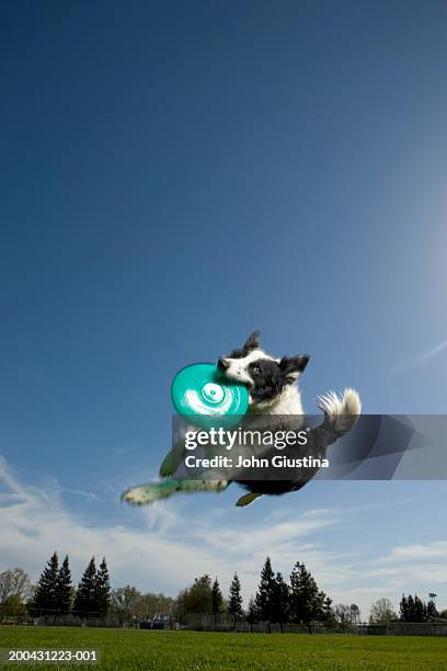 australian shepherd dog catching flying disk mid-air, low angle view - dog jumping bildbanksfoton och bilder