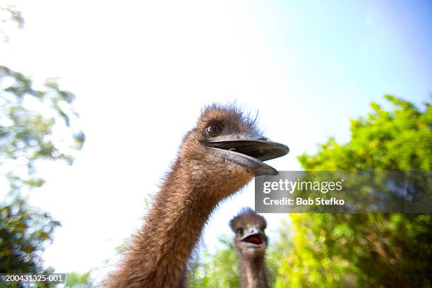 Multiple Emus Two Emus Photos and Premium High Res Pictures - Getty Images