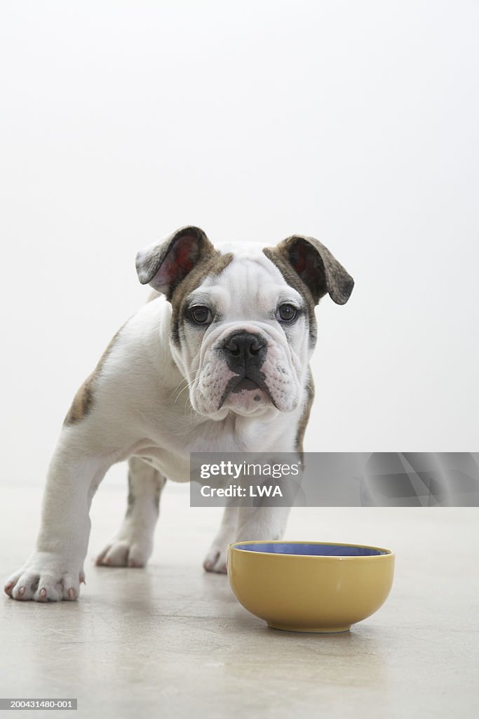 British bulldog puppy near bowl, close-up