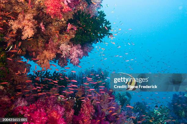 moorish idol (zanclus cornutus) swimming among multicolored corals - reef bildbanksfoton och bilder