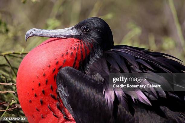 male magnificent frigate (frigata magnificens) - fregata magnifica foto e immagini stock