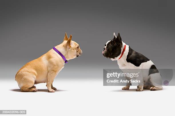 two french bulldogs staring at one another (digital composite) - confrontación fotografías e imágenes de stock