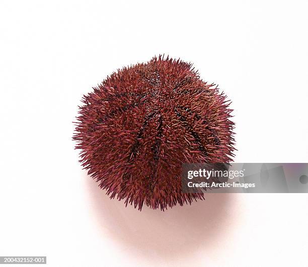 sea urchin (echinoidea) - sea urchin stock pictures, royalty-free photos & images