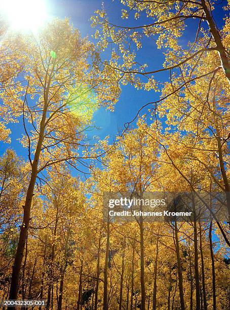 sun shinning above aspen trees (populus tremuloides), low angle view - park city utah stock-fotos und bilder