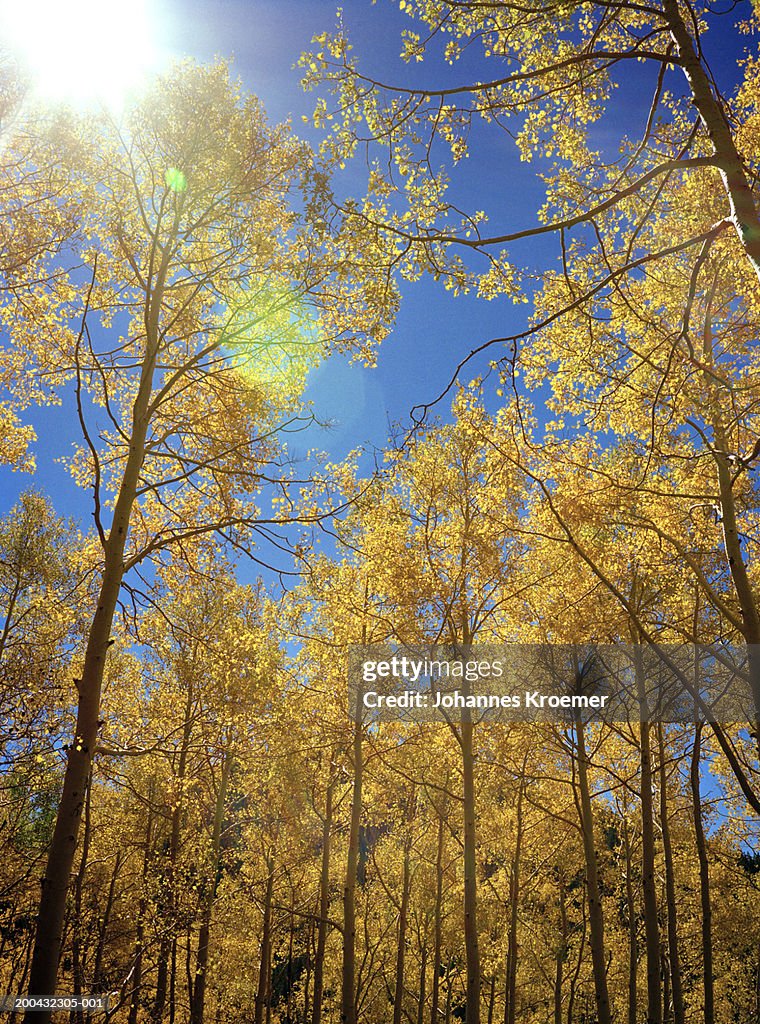 Sun shinning above aspen trees (Populus tremuloides), low angle view