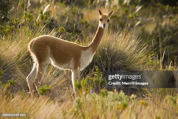 wild vicuna (vicugna vicugna) in grass - lago titicaca fotografías e imágenes de stock