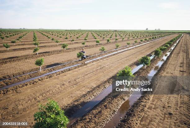 usa, california, exeter, man checking young citrus trees in field - canal trees stockfoto's en -beelden