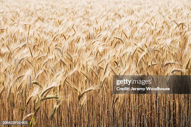 close-up of wheat in field - weizen stock-fotos und bilder