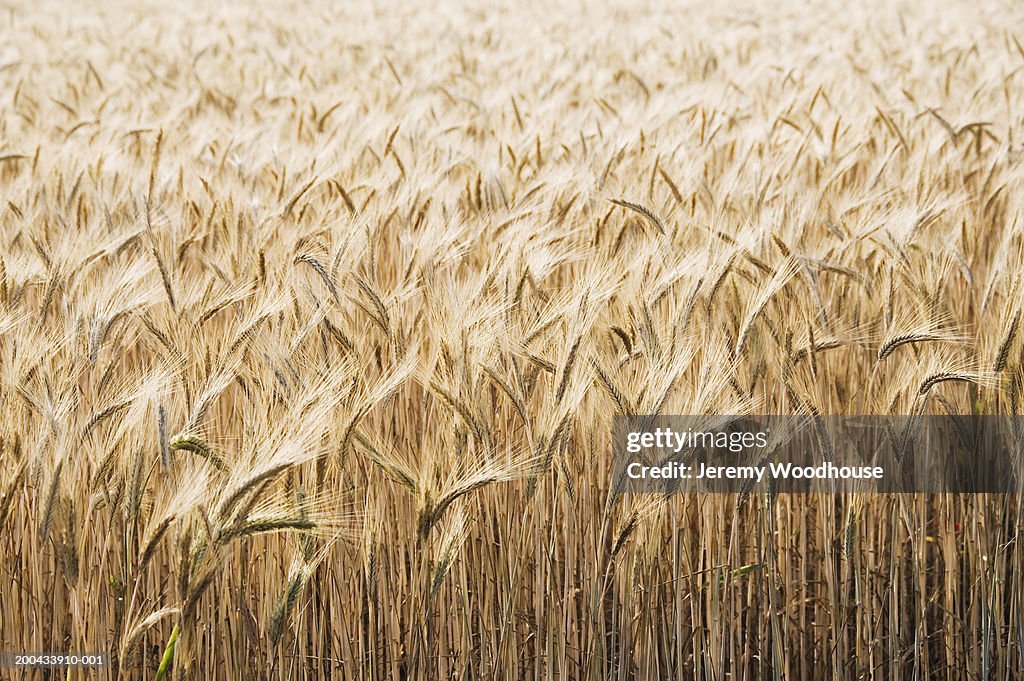 Close-up of wheat in field