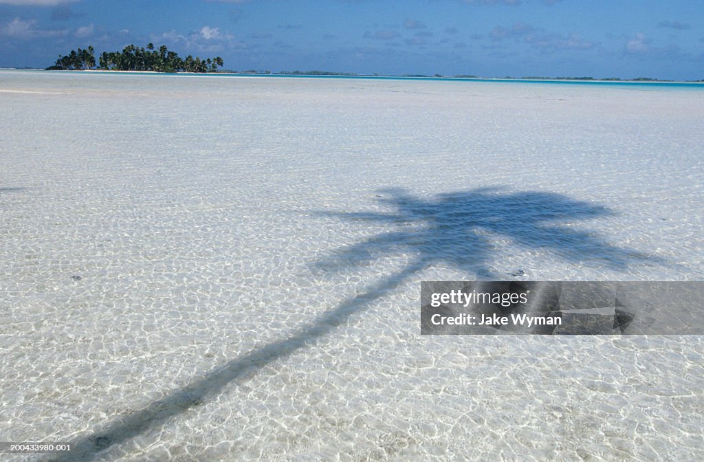 Palm tree shadow, Rangiroa, Tuamotu Archipelago, French Polynesia