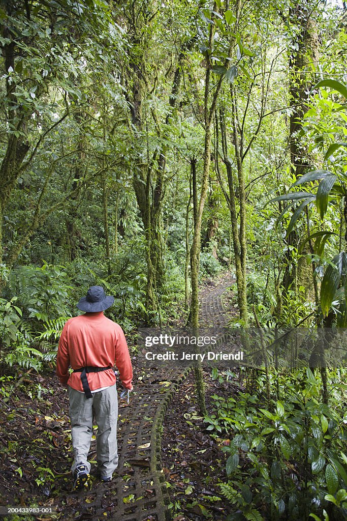 Man walking along path in rain forest, rear view