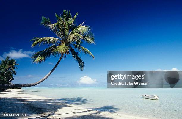 french polynesia, bora bora, palm tree at beach - polynesia 個照片及圖片檔