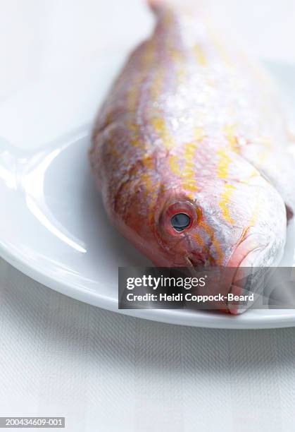 raw red snapper on plate, close-up - heidi coppock beard stock pictures, royalty-free photos & images