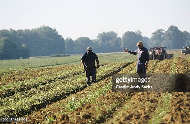 father and son farmers conversing among rows of sweet potatoes - african american farmer stockfoto's en -beelden