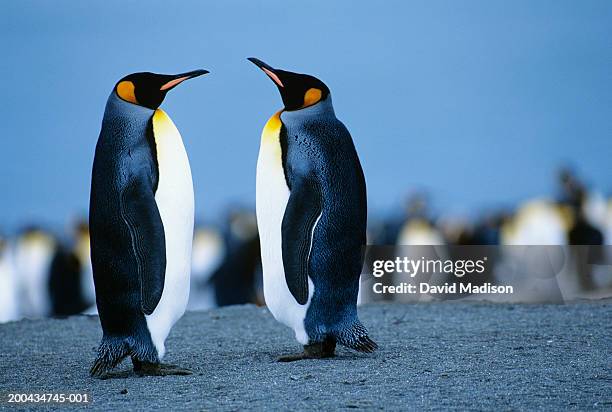 two king penguins (aptenodytes patagonicus) facing one another - royal penguin stock pictures, royalty-free photos & images