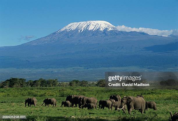 kenya, amboseli national park, african elephants and mt. kilimanjaro - mt kilimanjaro stock pictures, royalty-free photos & images