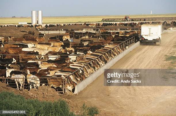 feed truck dumping grain into bunks at cattle feedlot, elevated view - the americas stock pictures, royalty-free photos & images