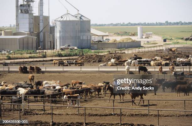 cowboys herding cattle in feedlot, elevated view - texas cattle stock pictures, royalty-free photos & images