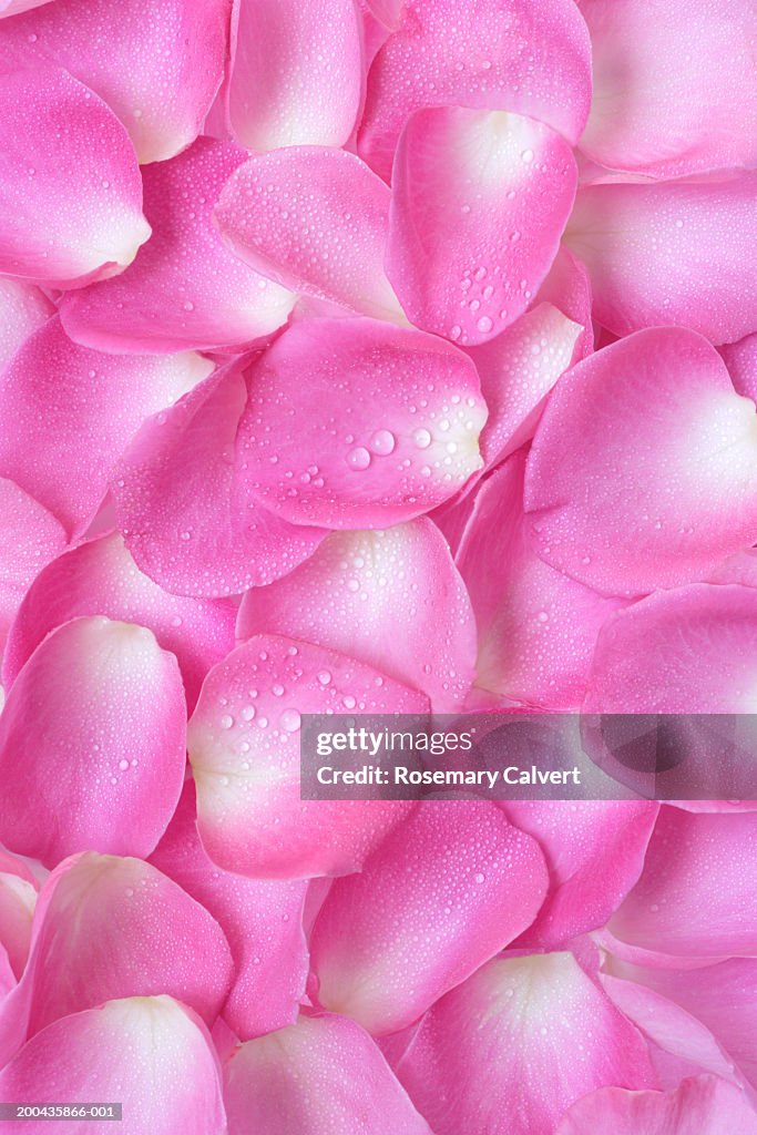 Pink Rose Petals With Water Drops Close Up High-Res Stock Photo - Getty  Images
