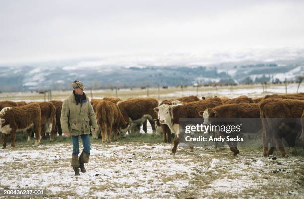 young male rancher walking in snowy field, looking at cattle, winter - rancher stockfoto's en -beelden