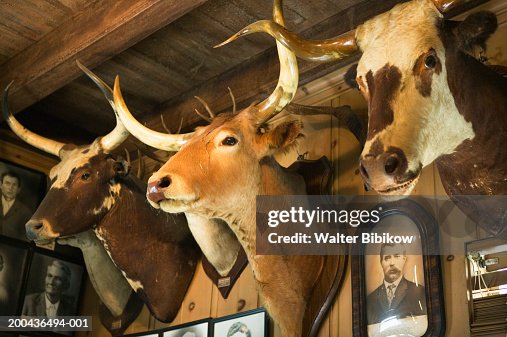 Mounted animal heads