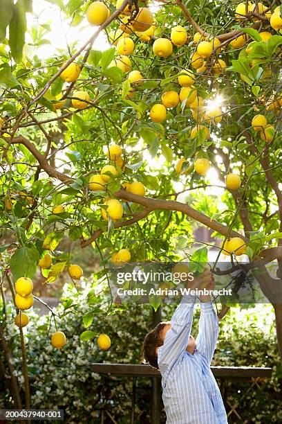 boy (2-4) picking lemons from tree - mondello stock-fotos und bilder