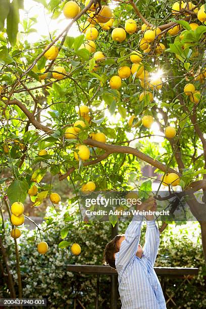 boy (2-4) picking lemons from tree - lemon tree stockfoto's en -beelden