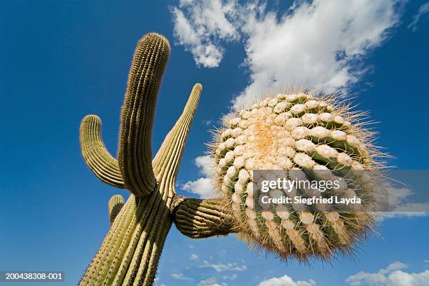 saguaro cactus, low angle view - arizona cactus stock-fotos und bilder