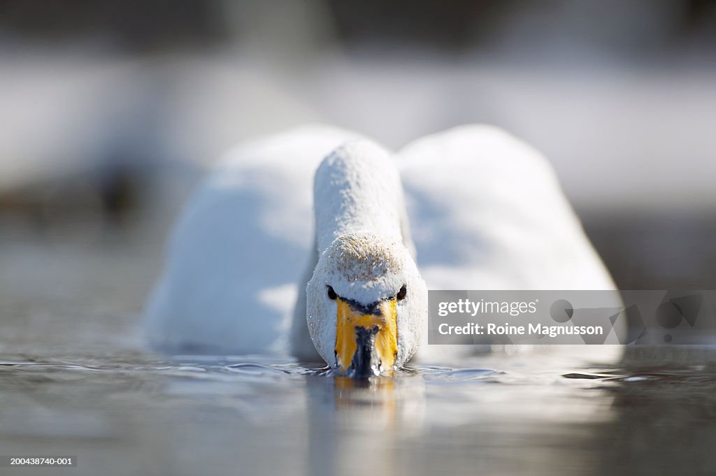 Whooper swan (Cygnus cygnus) drinking water