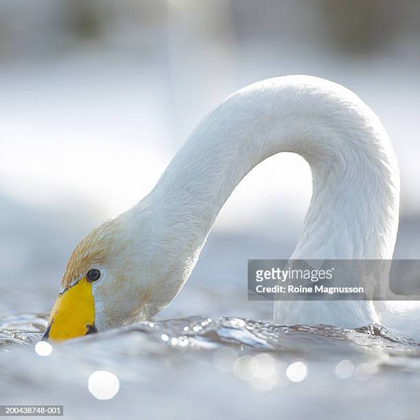 whooper swan (cygnus cygnus) drinking water, close-up - whooper swan stock-fotos und bilder