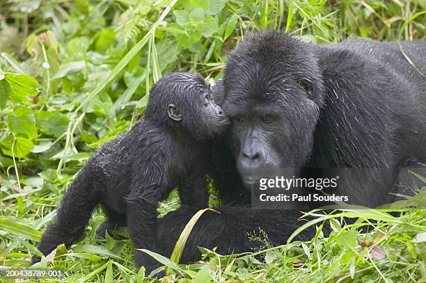 infant mountain gorilla kissing silverback male - endangered species stock pictures, royalty-free photos & images