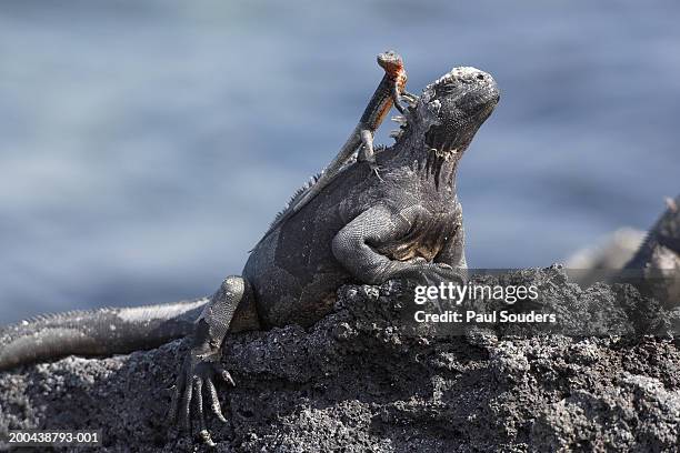 lava lizard standing on marine iguana - galapagos stockfoto's en -beelden