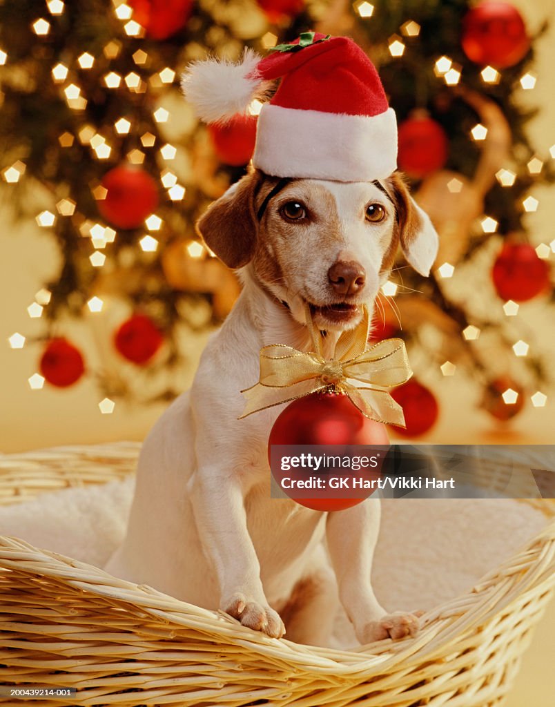 Jack Russell terrier wearing Santa hat, Christmas ornament in mouth