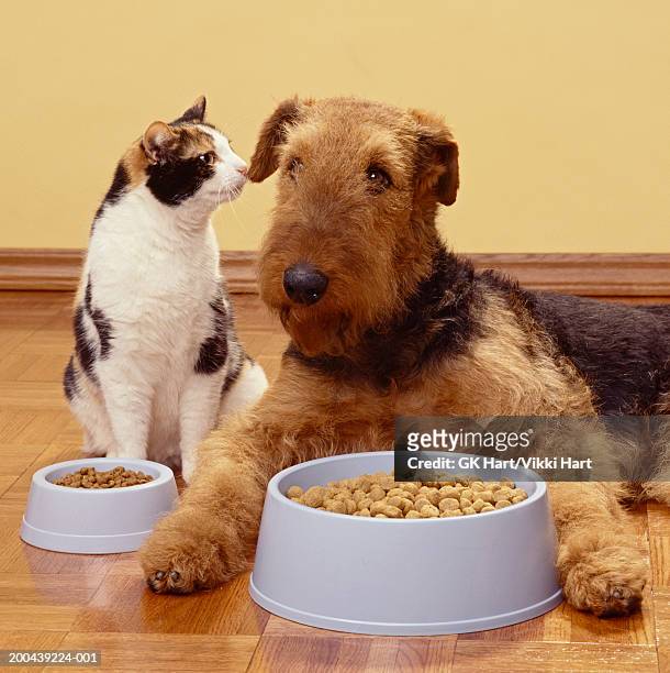 calico cat and terrier with food bowls side by side - dog bowl fotografías e imágenes de stock
