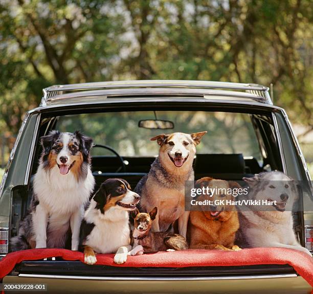 six dogs side by side in back of station wagon - middelgrote groep dieren stockfoto's en -beelden
