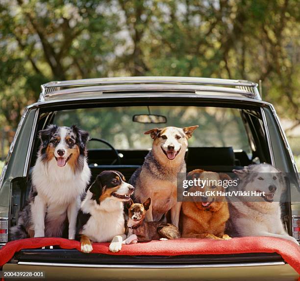 six dogs side by side in back of station wagon - djurflock bildbanksfoton och bilder