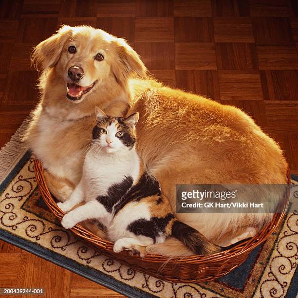 cat and dog lying side by side in pet bed, elevated view - chien et chat photos et images de collection
