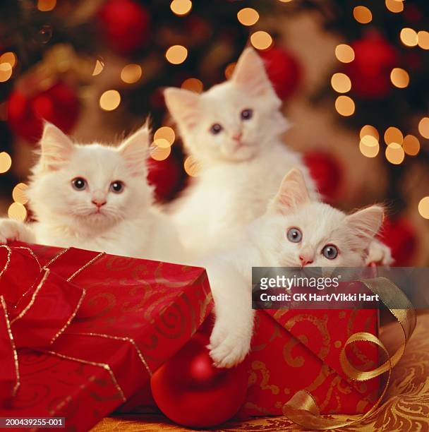 three kittens in gift box, christmas tree in background - christmas kittens 個照片及圖片檔